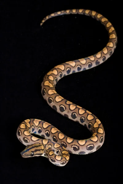 Brasiliansk rainbow boa — Stockfoto