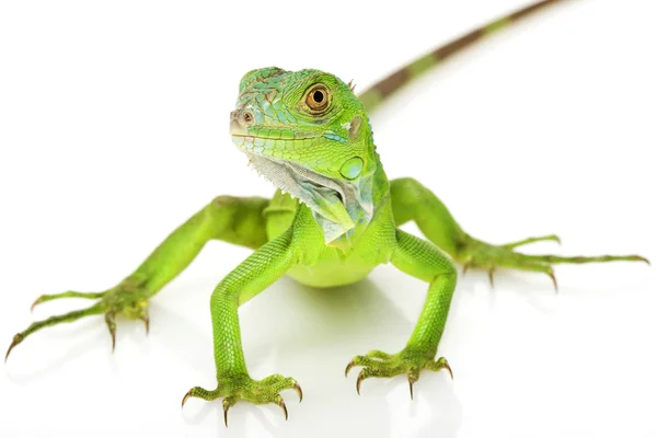 Yeşil iguana — Stok fotoğraf