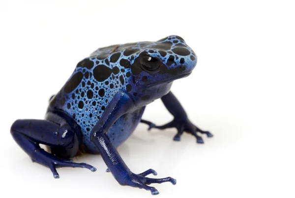 蓝色的毒箭头青蛙 (Dendrobates azureus) — 图库照片