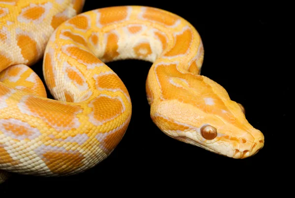 Albino burmesiska python — Stockfoto