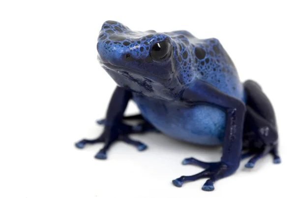 Μπλε δηλητηριώδες βέλος βάτραχος — Φωτογραφία Αρχείου