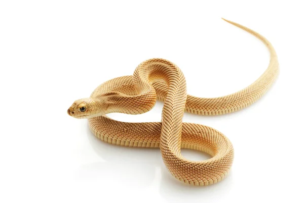 Serpente de pinheiro meridional sem padrão — Fotografia de Stock