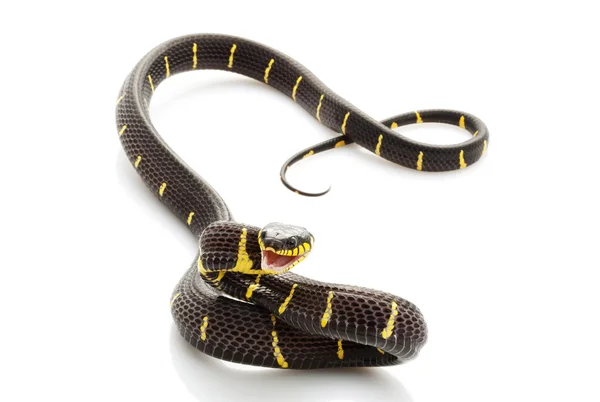 Мангровый змей — стоковое фото