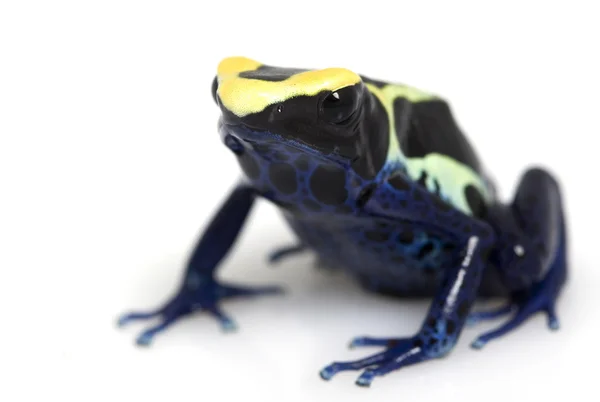 Cobalt Dyeing Poison Dart Frog — Stock Photo, Image