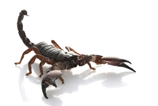 Rött klo scorpion — Stockfoto