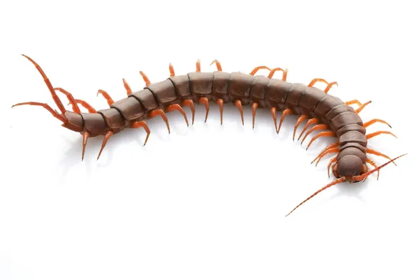 Vietnamese Giant Centipede — Stock Photo, Image