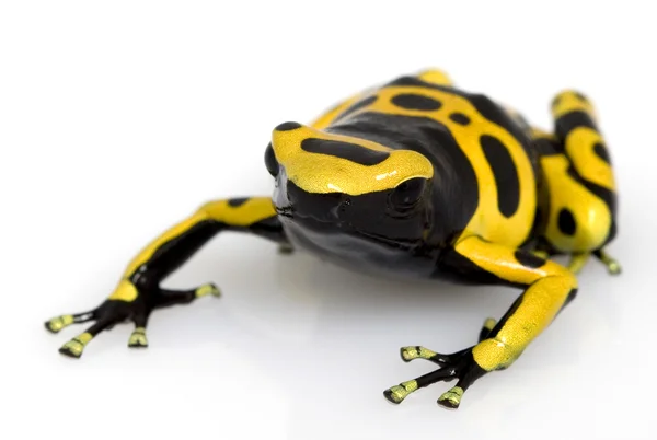 Żaba żółty banded Zatruta — Zdjęcie stockowe