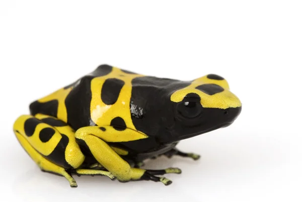 黄毒箭头青蛙 (Dendrobates leucomelas) — 图库照片