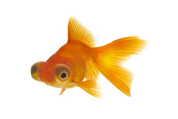 Золотая рыба — стоковое фото