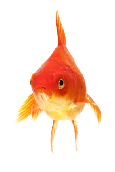 Goldfish — Stock Photo, Image