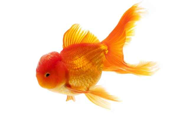 Peşte auriu — Fotografie, imagine de stoc