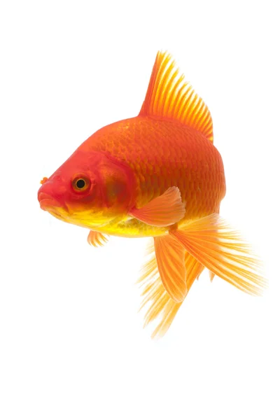 Red Goldfish — Stock Photo, Image