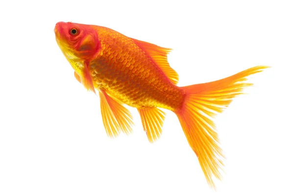 Red Goldfish — Stock Photo, Image