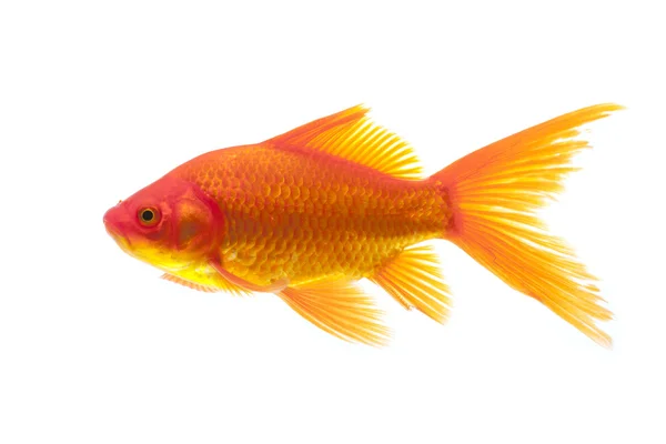 Red Goldfish — Stock Photo, Image