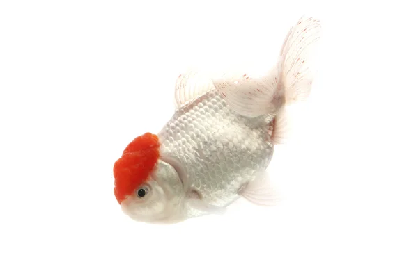红色和白色的金鱼 — 图库照片