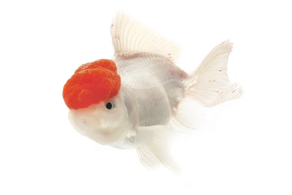 Red and White Goldfish — Stock Photo, Image