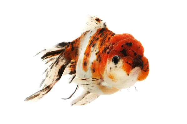 Fancy Goldfish — Stockfoto