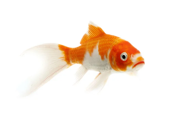 Красно-белая рыба кои — стоковое фото