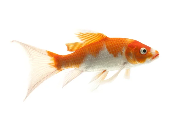 Peixe Koi vermelho e branco — Fotografia de Stock