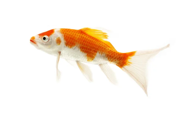 Kırmızı ve beyaz koi balıkları