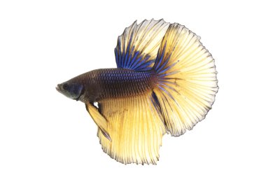 Siyam mücadele balık