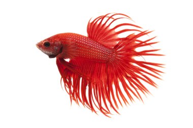 Siyam mücadele balık