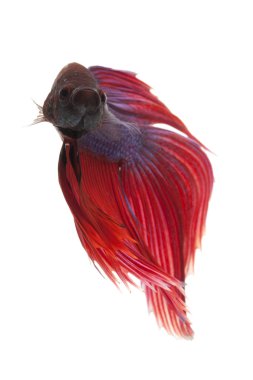 Siyam mücadele balık