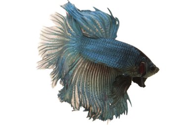 Siyam mücadele balık