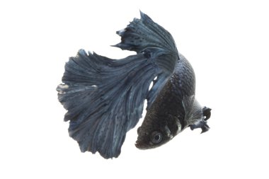 Siyam mücadele balık