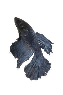 Siyam mücadele balık