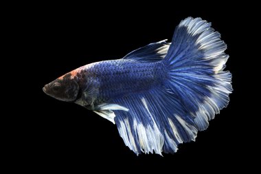 Siyam mücadele balık