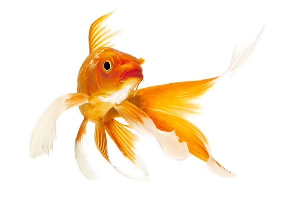 Goldener Koi-Fisch — Stockfoto