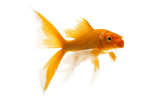 Goldener Koi-Fisch — Stockfoto