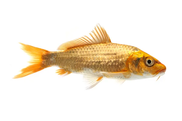 Golden Koi Fish — Stock Photo, Image