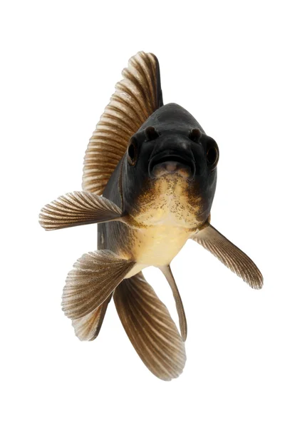 Μαύρο ψάρι koi — Φωτογραφία Αρχείου