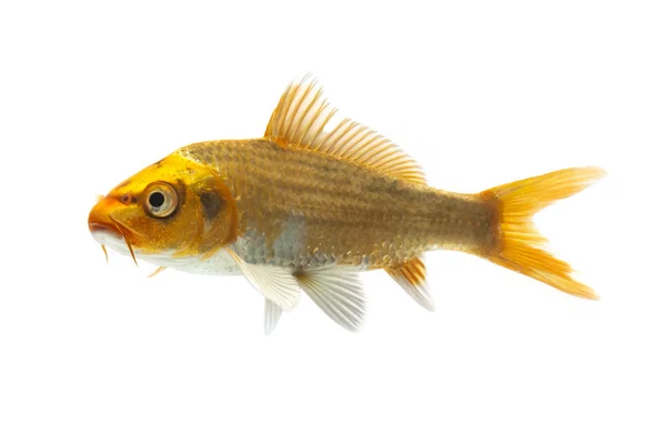 Golden Koi Fish — Stock Photo, Image