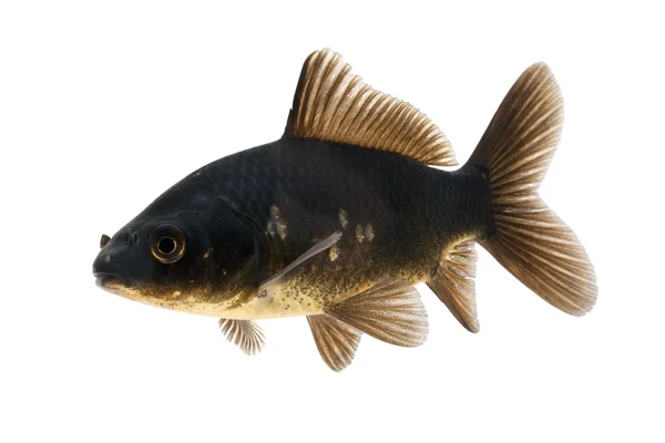 Black Koi Fish — Stock Photo, Image