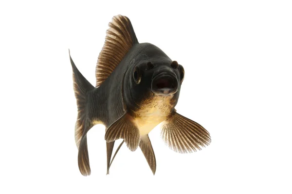 Schwarzer Koi-Fisch — Stockfoto