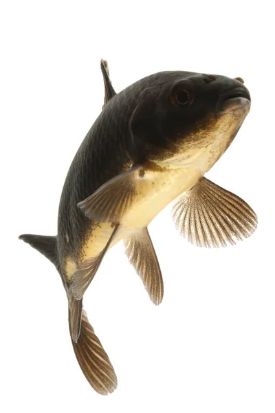 Black Koi Fish — Stock Photo, Image