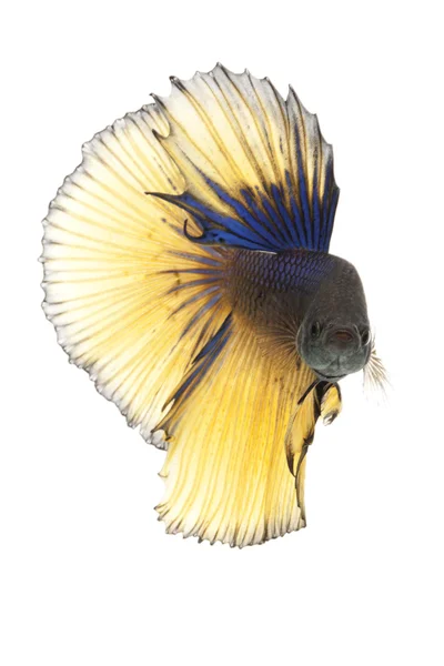 Siamese fighting fish — Stock Photo, Image