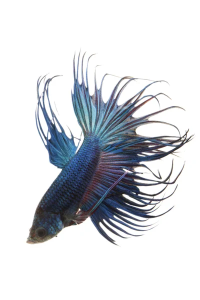 Siamese fighting fish — Stock Photo, Image