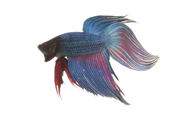 Siamese fighting fish — Stock Photo, Image