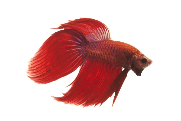 Siamese fighting fish — Stock Photo, Image