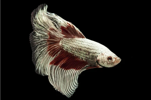 Siamese fighting fish — Stock Photo, Image