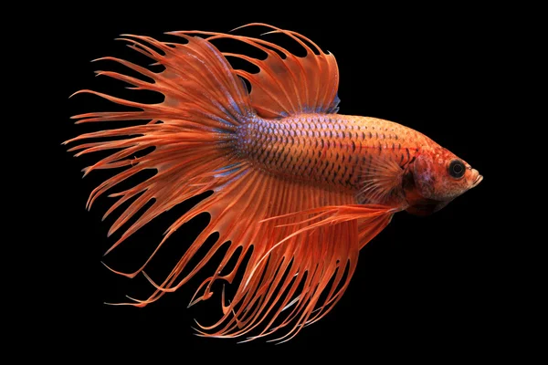 Siyam mücadele balık