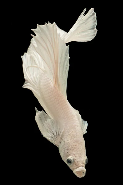 Siyam mücadele balık