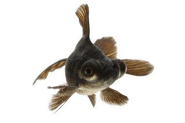 siyah Japon balığı