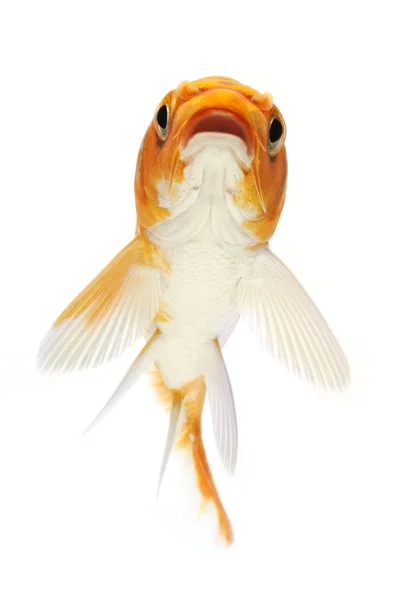 Золотий Koi риби — стокове фото