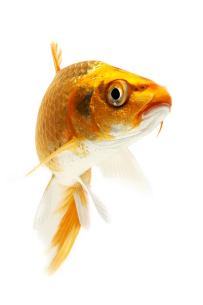 Golden Koi Fish — Stock Photo, Image