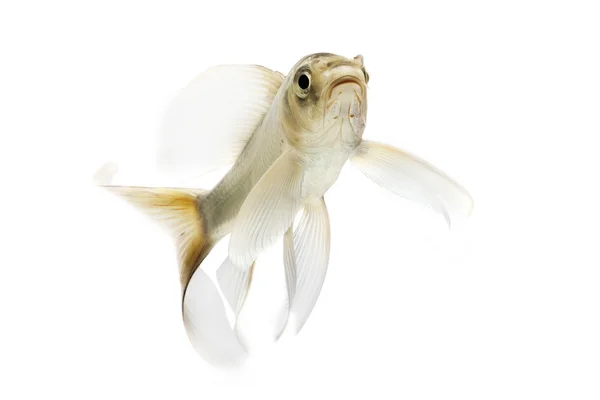 Silver Koi Fish — Stock Photo, Image